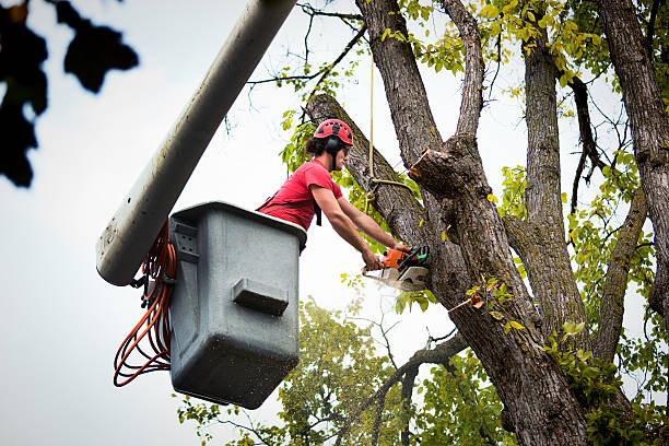 Professional Tree Services in Santa Fe Springs, CA